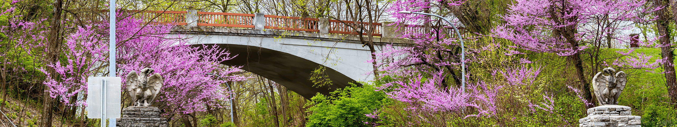 bridge over a road with Cherry blossoms 