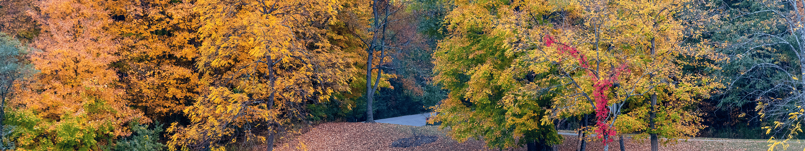 trees and a road