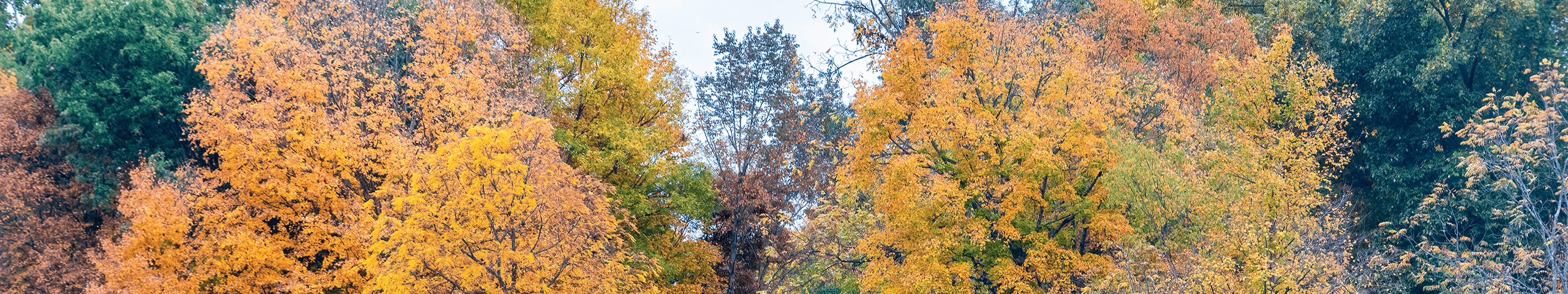 Trees in a park
